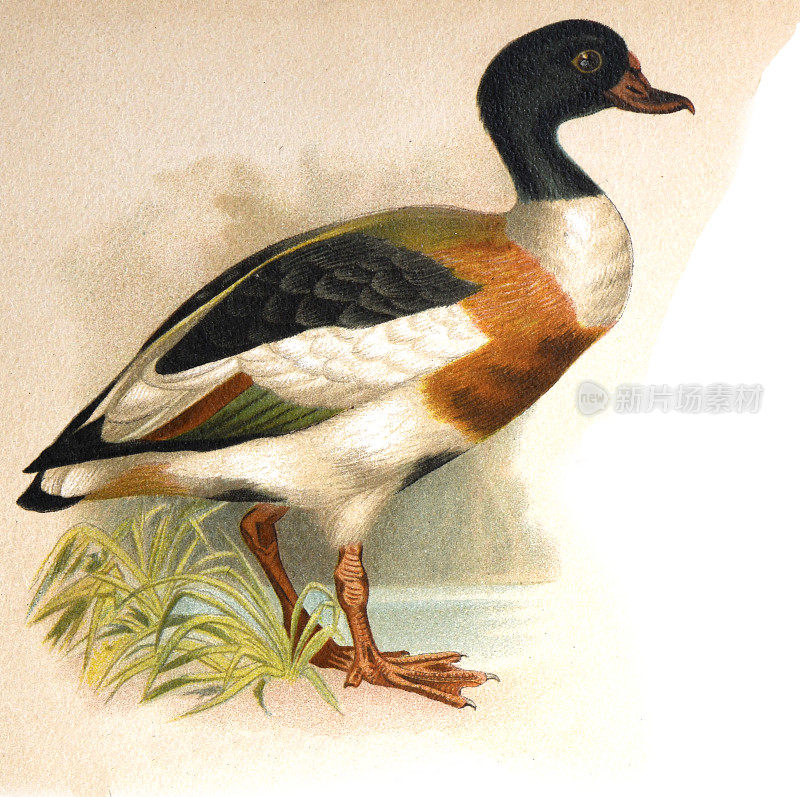 卡罗莱纳壳鸭或雄性木鸭(aix sponsa)手绘复古插图。